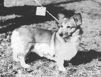 Sheerin Roja | Pembroke Welsh Corgi 