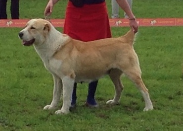 Gardian Endzel Karrera | Central Asian Shepherd Dog 