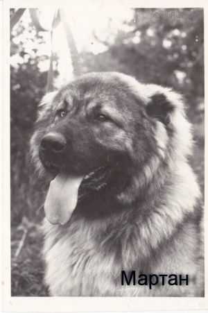 MARTAN | Caucasian Mountain Dog 