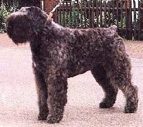 Danissa Soray off Soeranda's Home | Bouvier des Flandres 