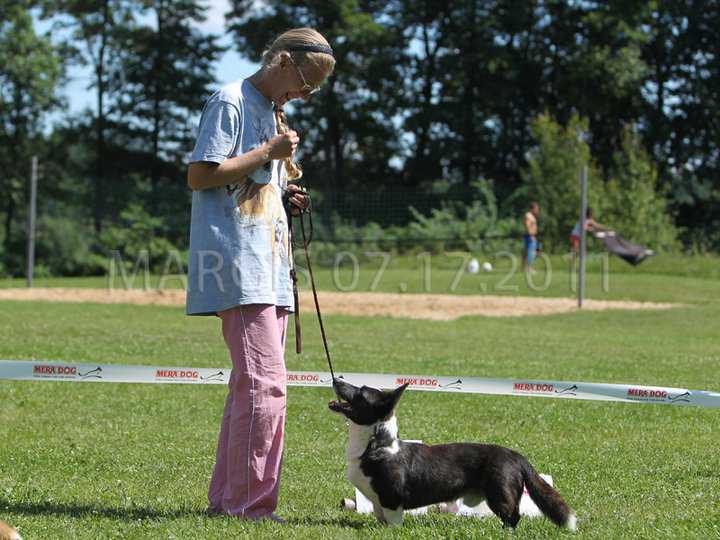 ZAMOK SVYATOGO ANGELA PATRIK | Cardigan Welsh Corgi 