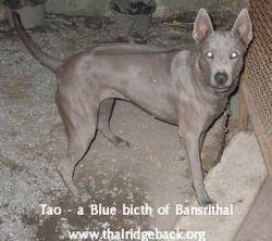 TUL OF BANGKHEN | Thai Ridgeback 