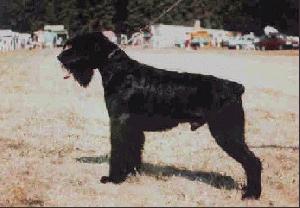 Gangster von Ermada | Giant Schnauzer 