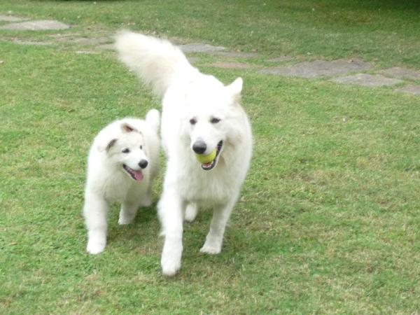 Hakan Green Kann SCHIMMELPFENG | White Swiss Shepherd Dog 