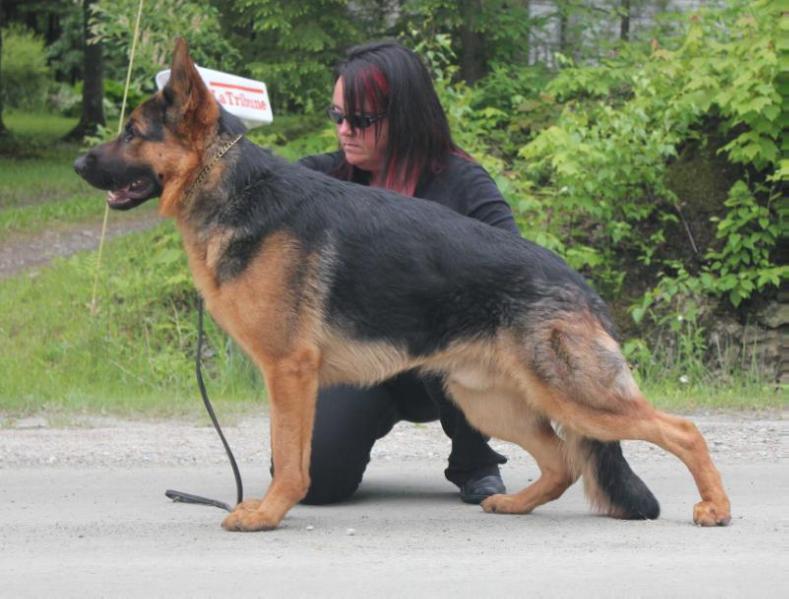 Jackson Vom Grandvent | German Shepherd Dog 