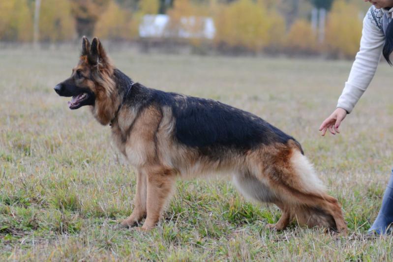 Velesich Furiya | German Shepherd Dog 