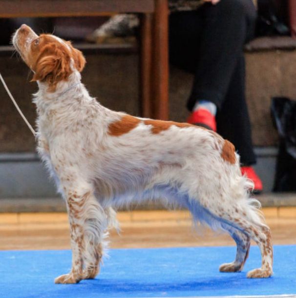 BRILLIANT STAR  at Lantorii Brinska | Brittany 