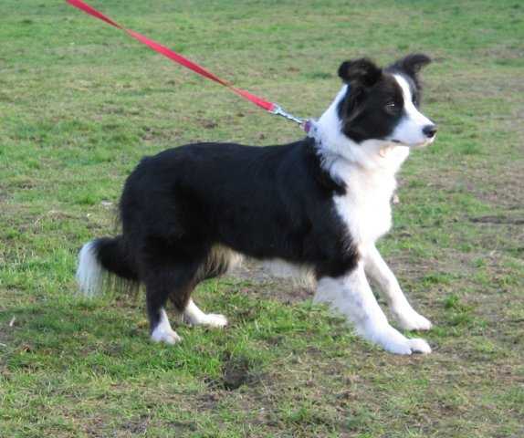 Quellyane Dailymagic | Border Collie 