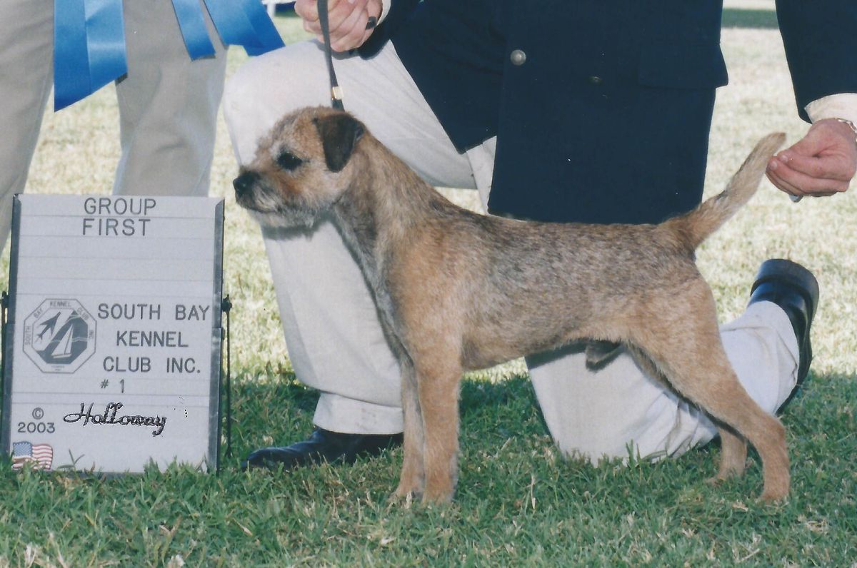 Otley's English Gent | Border Terrier 