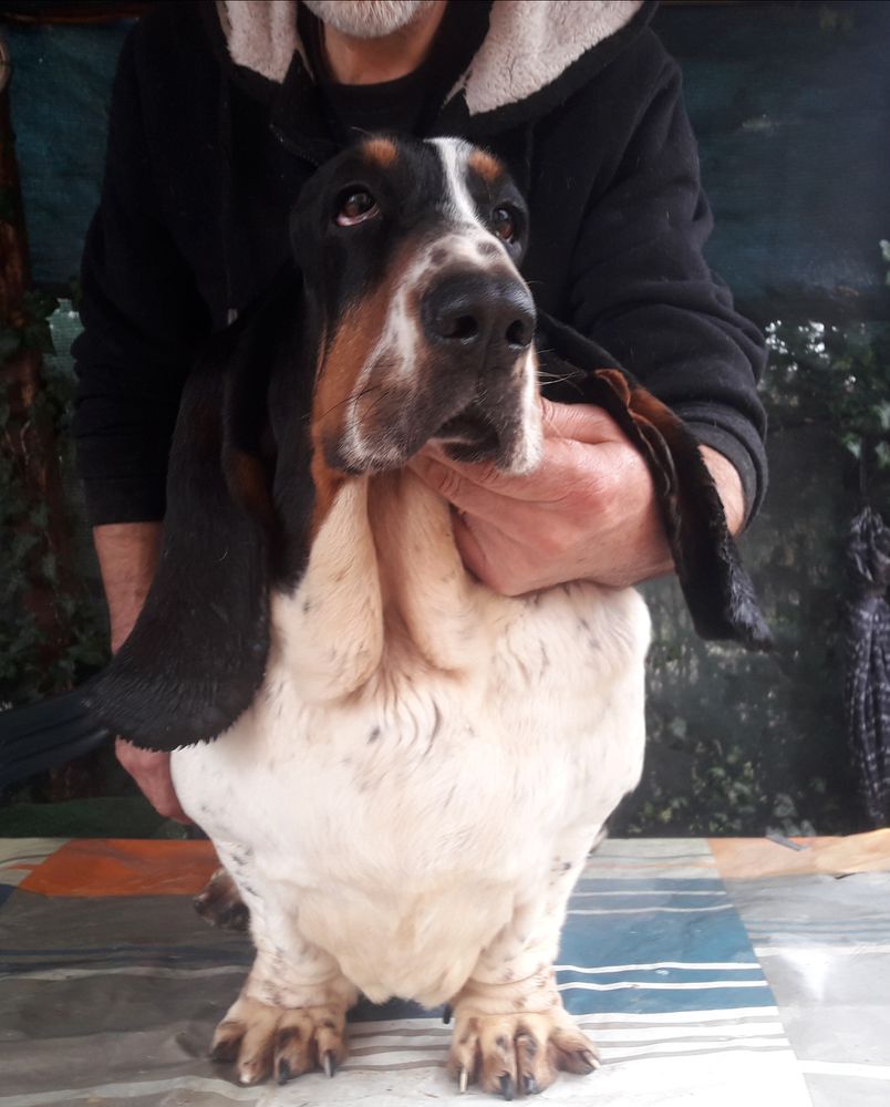 Katiuska Lago Ombroso Breenbrass | Basset Hound 