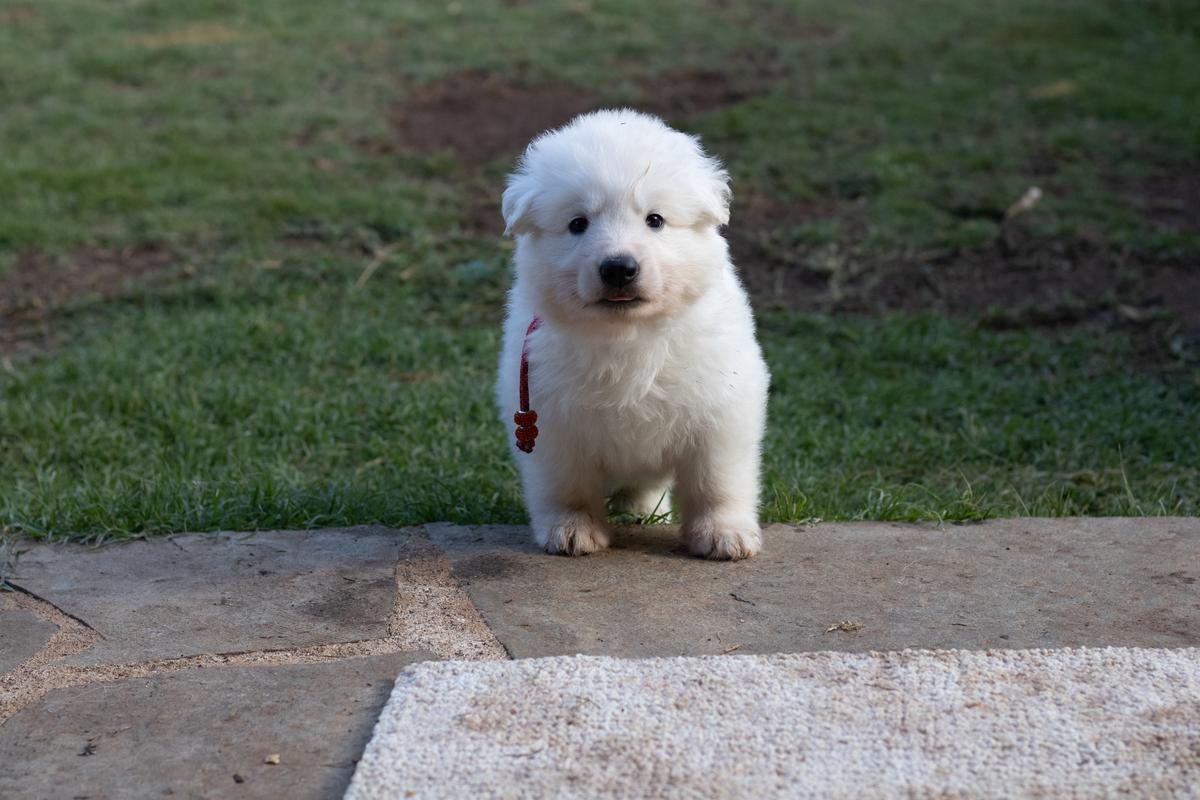 Hula Moon's Cena | White Swiss Shepherd Dog 