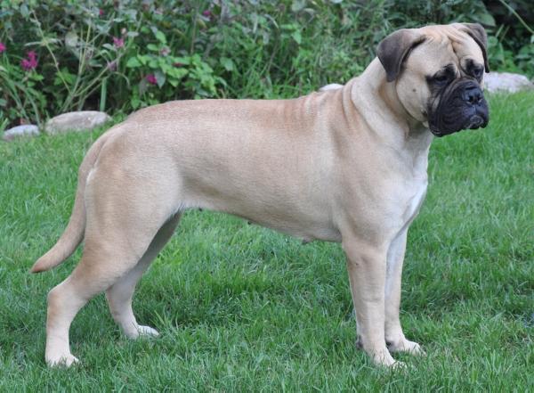 Homesteads Calamity Jane | Bullmastiff 