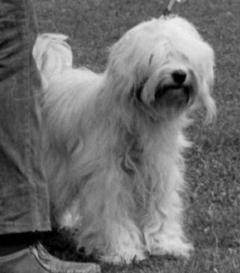 AWA | Tibetan Terrier 