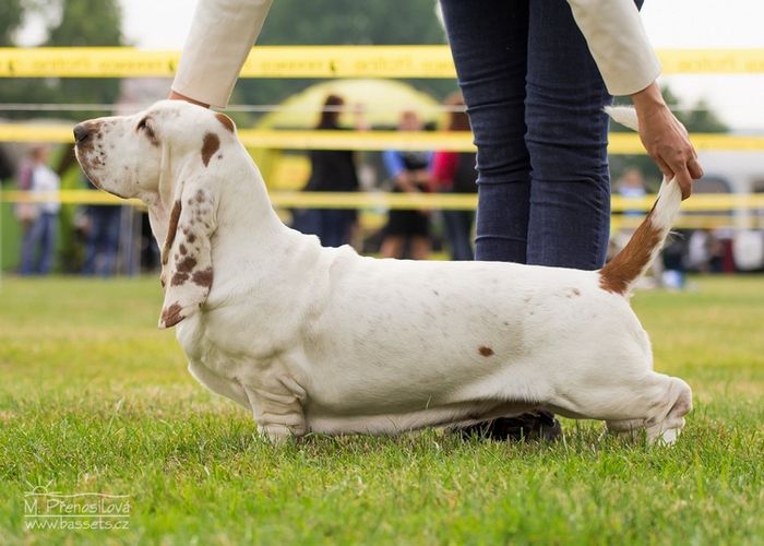 Yara Lady Barnett's | Basset Hound 