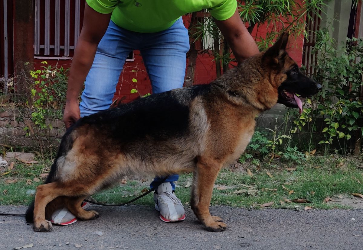 Dusky of Team Kingsheph | German Shepherd Dog 