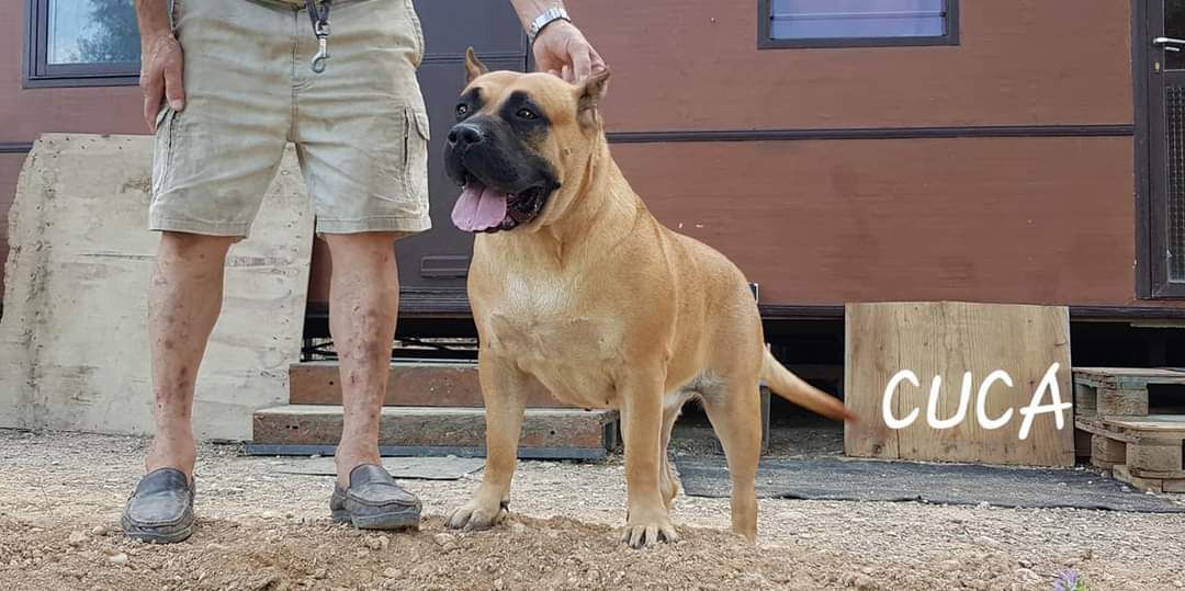 Cuca de Casa del Presa | Perro de Presa Canario 