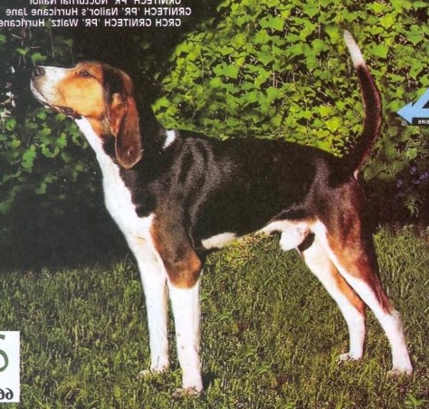 EXTREME INSANE X | Treeing Walker Coonhound 