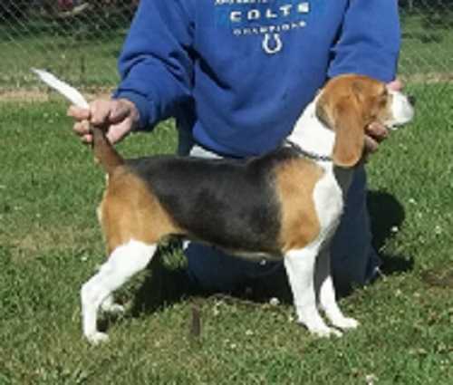 Null's Brushkicker Waltzing Matilda | Beagle 