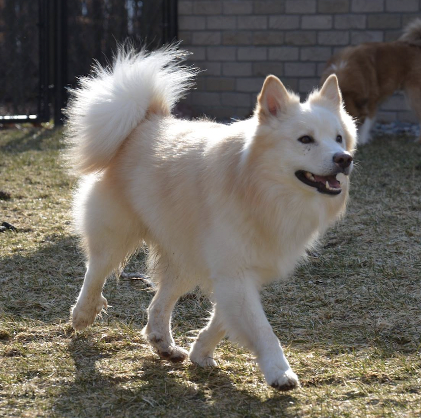 Asti-Una's Valdemar Ljosi | Icelandic Sheepdog 