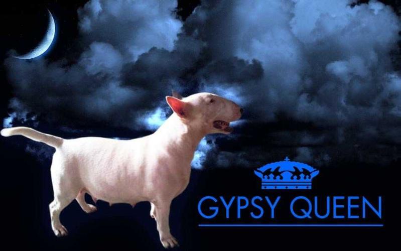 GYPSY QUEEN | Bull Terrier 