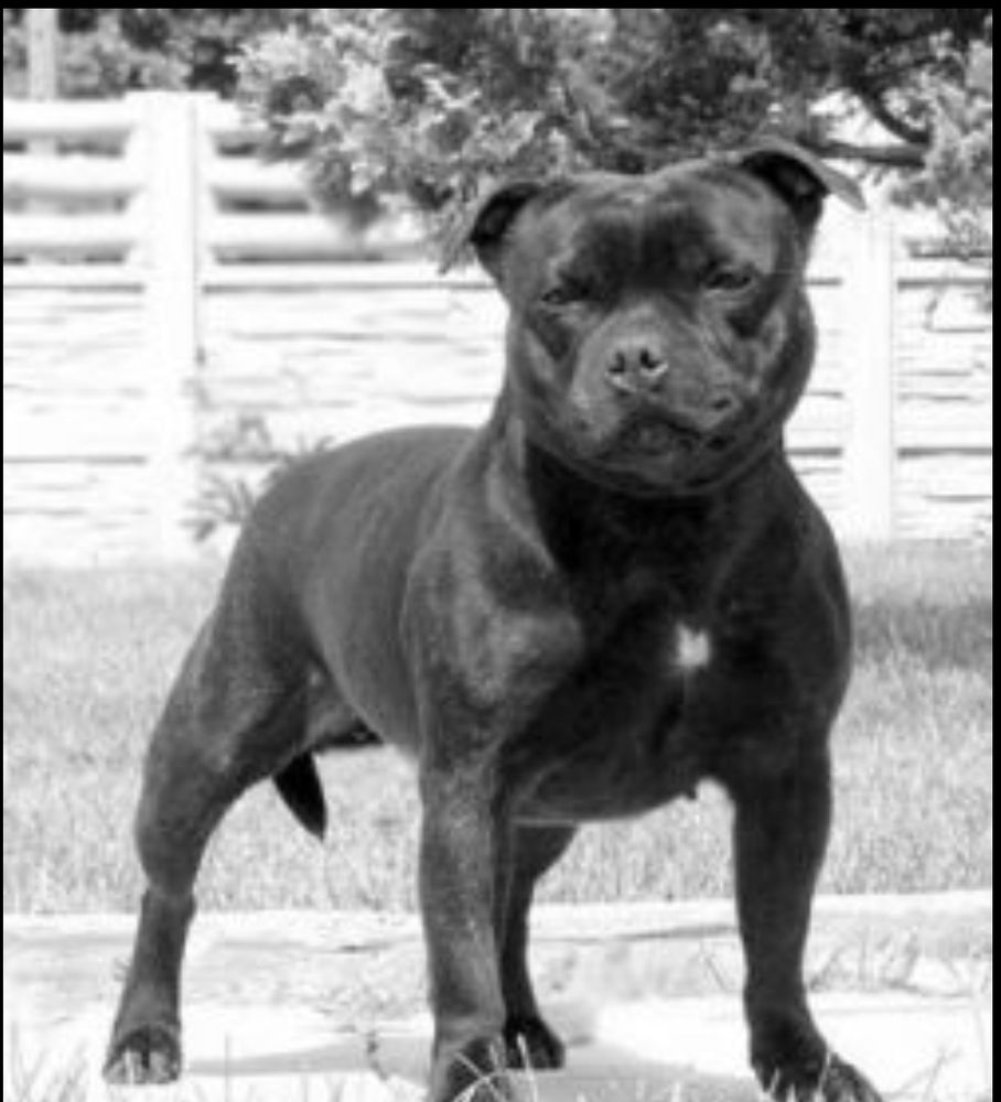 VALGLO SYMPHONY | Staffordshire Bull Terrier 