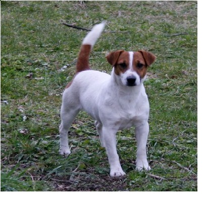 JOLLY JOKER ROYAL JACK | Jack Russell Terrier 