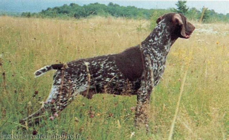 Verdi des Baies Picardies | German Shorthaired Pointer 