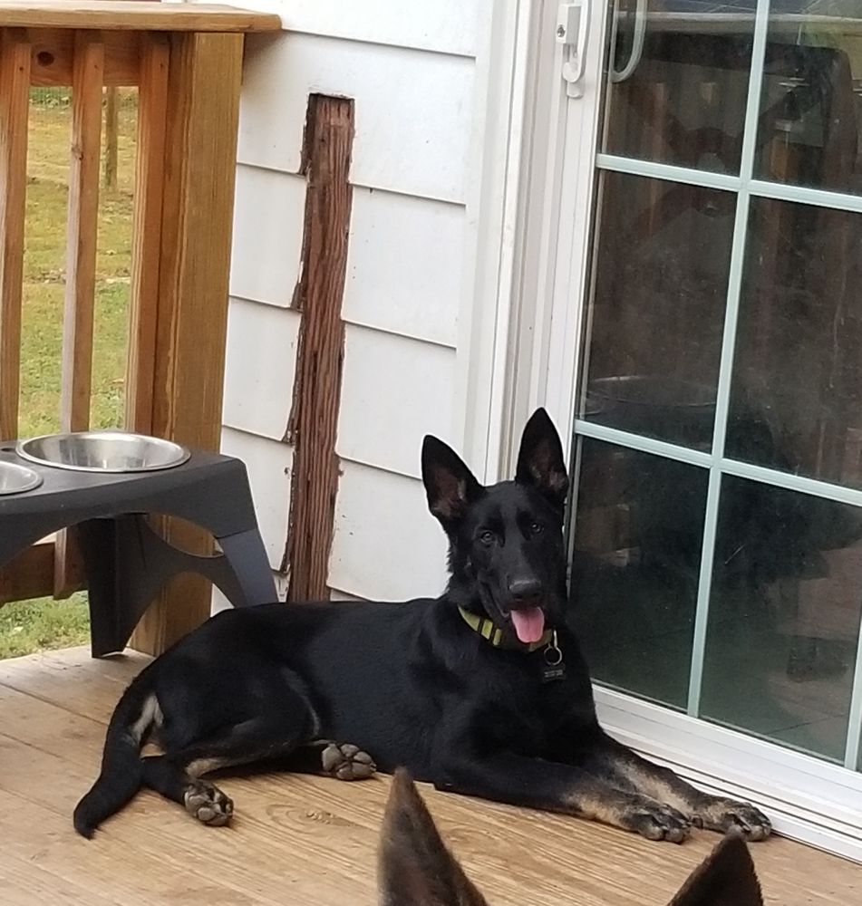 Marley Vom Lenoxhaus | German Shepherd Dog 