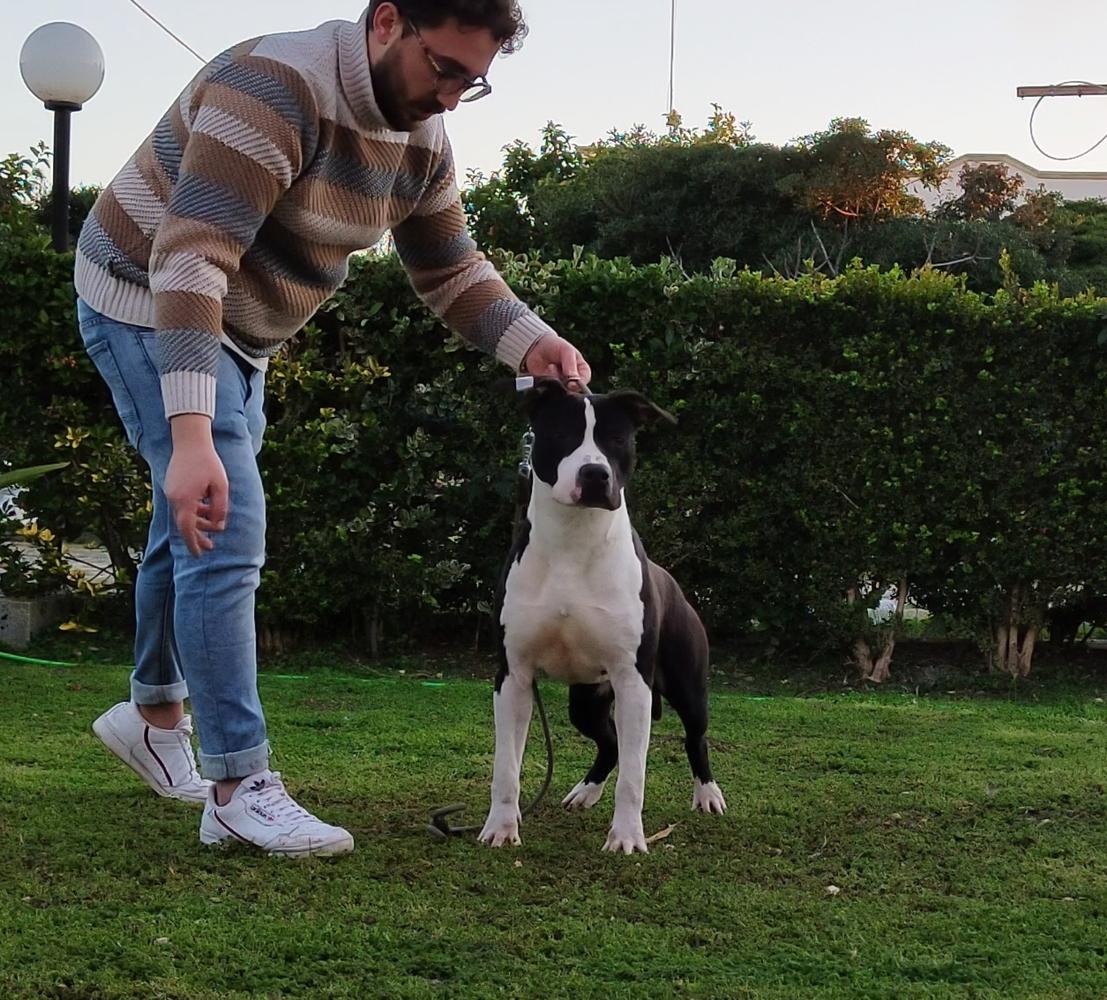 American Sniper of Bazo-Town | American Staffordshire Terrier 
