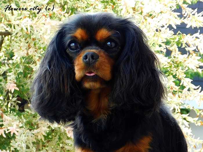 Troya Flower City | Cavalier King Charles Spaniel 