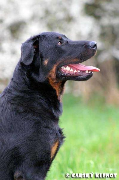 Cadence Carský klenot | Beauceron 