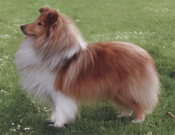 Rannerdale The Time Warp | Shetland Sheepdog 