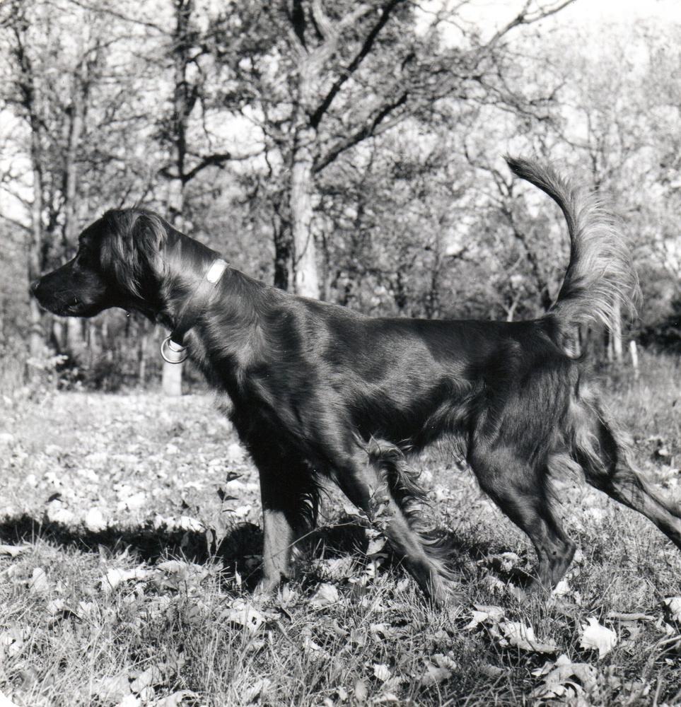 SHAWN OF KAYMAR | Irish Setter 