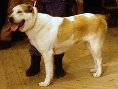 Darstan Zarya Vostoka | Central Asian Shepherd Dog 