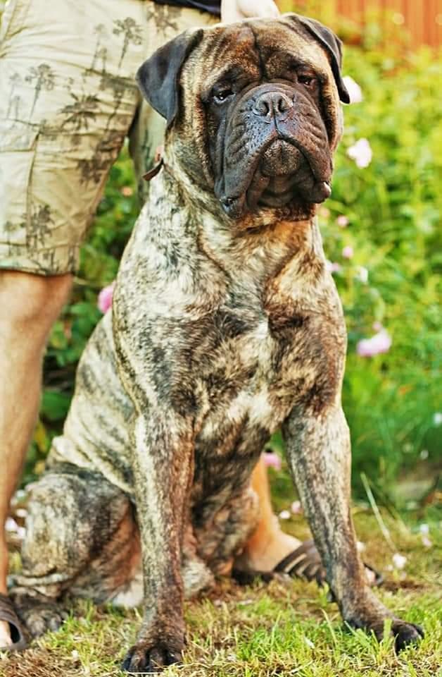 TSARSKAYA IDILLIA VINCHESTER | Bullmastiff 