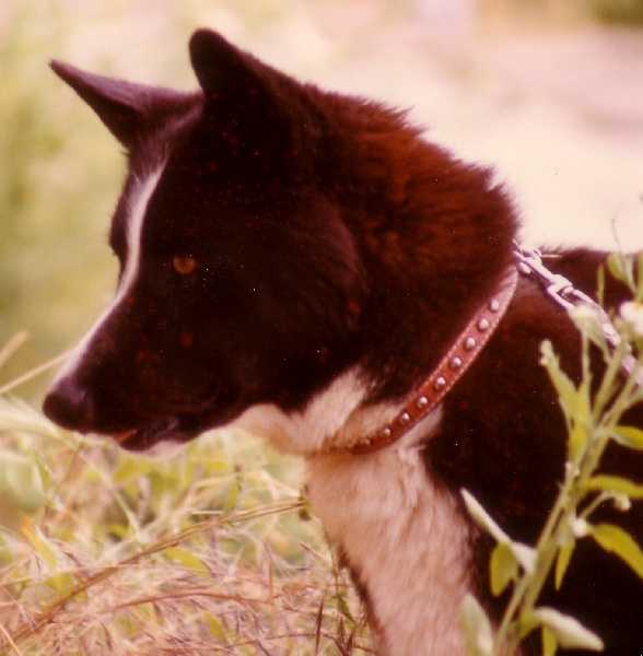 VIATKA d'Acca Larentia | Karelian Bear Dog 