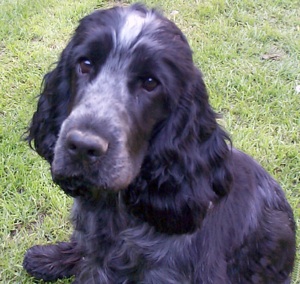 Lochranza Quizzical At Jayzander | English Cocker Spaniel 