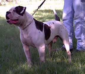 Brave Heart's Loggerhead male | Olde English Bulldogge 