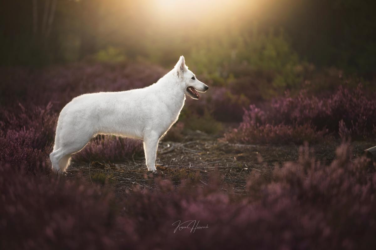 Rosé of Ice Wine | White Swiss Shepherd Dog 