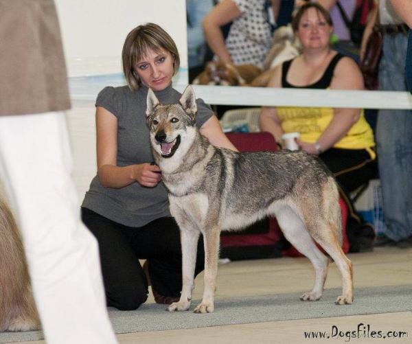 Groa braterstwo wilczakow | Czechoslovakian Wolfdog 