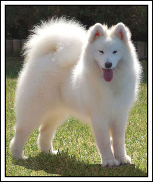 De Villaodon Passion Gitana | Samoyed 