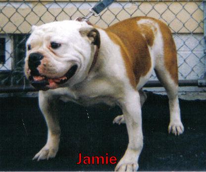 Davis's Jaime | Olde English Bulldogge 