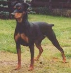 Ceriinan INDIRA | German Pinscher 