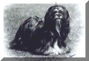 Midnight Spesial | Lhasa Apso 