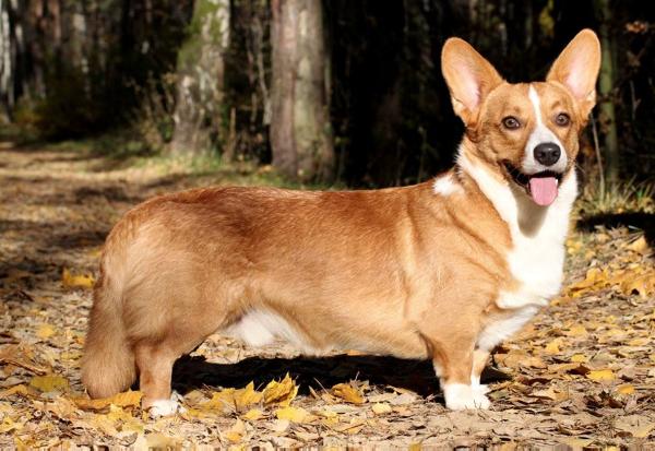 Cardiganium Atlas | Cardigan Welsh Corgi 