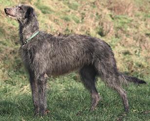 Fritzens Romantic | Scottish Deerhound 