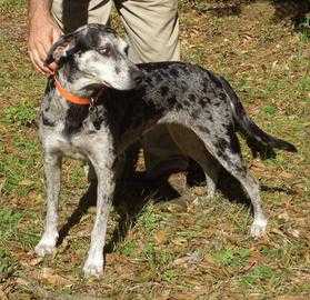 Philwood's Katy | Catahoula Leopard Dog 