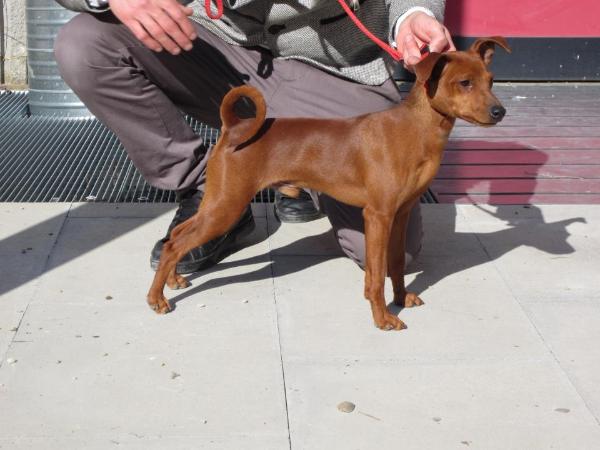 Harnold Santa Maria | Miniature Pinscher 