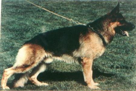 Zalves von Bad-Boll | German Shepherd Dog 