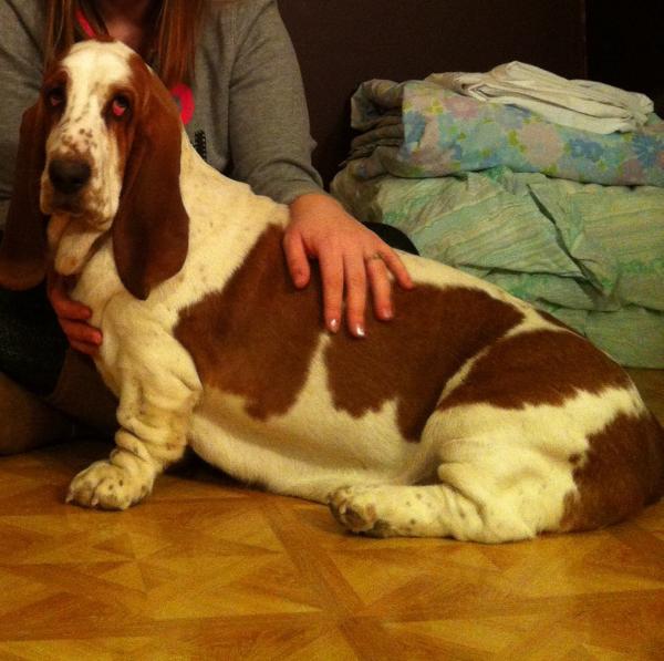 Under the spell of Freya | Basset Hound 